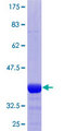 PPP2R5D Protein - 12.5% SDS-PAGE Stained with Coomassie Blue.