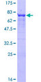 PPP2R5E Protein - 12.5% SDS-PAGE of human PPP2R5E stained with Coomassie Blue