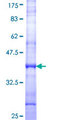 PPP2R5E Protein - 12.5% SDS-PAGE Stained with Coomassie Blue