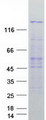 PPP4R1 / PP4R1 Protein - Purified recombinant protein PPP4R1 was analyzed by SDS-PAGE gel and Coomassie Blue Staining