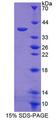 PPP6C Protein - Recombinant Protein Phosphatase 6, Catalytic Subunit (PPP6C) by SDS-PAGE