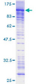 PRAM1 Protein - 12.5% SDS-PAGE of human PRAM-1 stained with Coomassie Blue