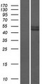 PRAMEF12 Protein - Western validation with an anti-DDK antibody * L: Control HEK293 lysate R: Over-expression lysate