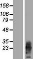 PRGP2 / PRRG2 Protein - Western validation with an anti-DDK antibody * L: Control HEK293 lysate R: Over-expression lysate