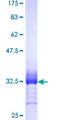 PRGP2 / PRRG2 Protein - 12.5% SDS-PAGE Stained with Coomassie Blue.