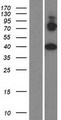 PRICKLE4 Protein - Western validation with an anti-DDK antibody * L: Control HEK293 lysate R: Over-expression lysate