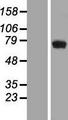 PRIMPOL / CCDC111 Protein - Western validation with an anti-DDK antibody * L: Control HEK293 lysate R: Over-expression lysate