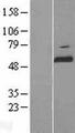 PRKAG3 / AMPK Gamma 3 Protein - Western validation with an anti-DDK antibody * L: Control HEK293 lysate R: Over-expression lysate