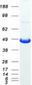 PRKAR1B Protein - Purified recombinant protein PRKAR1B was analyzed by SDS-PAGE gel and Coomassie Blue Staining