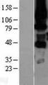 PRKCH / PKC-Eta Protein - Western validation with an anti-DDK antibody * L: Control HEK293 lysate R: Over-expression lysate