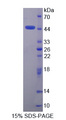 PRM2 / Protamine 2 Protein - Recombinant  Protamine 2 By SDS-PAGE
