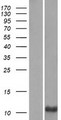 PRM3 Protein - Western validation with an anti-DDK antibody * L: Control HEK293 lysate R: Over-expression lysate