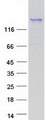 PROB1 Protein - Purified recombinant protein PROB1 was analyzed by SDS-PAGE gel and Coomassie Blue Staining