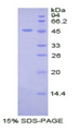 PROC / Protein C Protein - Recombinant Protein C By SDS-PAGE