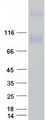 Prominin 2 / PROM2 Protein - Purified recombinant protein PROM2 was analyzed by SDS-PAGE gel and Coomassie Blue Staining