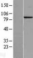 PROX1 Protein - Western validation with an anti-DDK antibody * L: Control HEK293 lysate R: Over-expression lysate