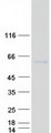 PRPF4 Protein - Purified recombinant protein PRPF4 was analyzed by SDS-PAGE gel and Coomassie Blue Staining