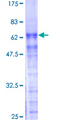PRPF40A / FNBP3 Protein - 12.5% SDS-PAGE of human PRPF40A stained with Coomassie Blue