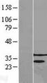 PRPK / TP53RK Protein - Western validation with an anti-DDK antibody * L: Control HEK293 lysate R: Over-expression lysate