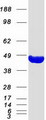 PRPSAP2 Protein - Purified recombinant protein PRPSAP2 was analyzed by SDS-PAGE gel and Coomassie Blue Staining