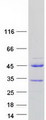PRR20A Protein - Purified recombinant protein PRR20A was analyzed by SDS-PAGE gel and Coomassie Blue Staining