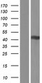 PRR5 Protein - Western validation with an anti-DDK antibody * L: Control HEK293 lysate R: Over-expression lysate
