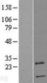 PRRG4 Protein - Western validation with an anti-DDK antibody * L: Control HEK293 lysate R: Over-expression lysate