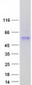 PRRT4 Protein - Purified recombinant protein PRRT4 was analyzed by SDS-PAGE gel and Coomassie Blue Staining