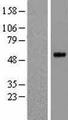 PRSS35 Protein - Western validation with an anti-DDK antibody * L: Control HEK293 lysate R: Over-expression lysate