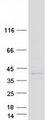 PRSS42 Protein - Purified recombinant protein PRSS42 was analyzed by SDS-PAGE gel and Coomassie Blue Staining
