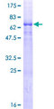 PRSS54 / KLKBL4 Protein - 12.5% SDS-PAGE of human Klkbl4 stained with Coomassie Blue