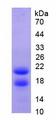 PRTN3 / Myeloblastin Protein - Recombinant Proteinase 3 By SDS-PAGE