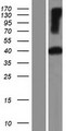 PSG11 Protein - Western validation with an anti-DDK antibody * L: Control HEK293 lysate R: Over-expression lysate