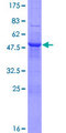 PSG11 Protein - 12.5% SDS-PAGE of human PSG11 stained with Coomassie Blue