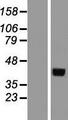 PSG2 Protein - Western validation with an anti-DDK antibody * L: Control HEK293 lysate R: Over-expression lysate