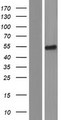 PSG4 Protein - Western validation with an anti-DDK antibody * L: Control HEK293 lysate R: Over-expression lysate