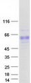 PSG8 Protein - Purified recombinant protein PSG8 was analyzed by SDS-PAGE gel and Coomassie Blue Staining