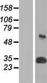 PSMA3 Protein - Western validation with an anti-DDK antibody * L: Control HEK293 lysate R: Over-expression lysate