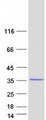 PSMA4 Protein - Purified recombinant protein PSMA4 was analyzed by SDS-PAGE gel and Coomassie Blue Staining