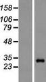 PSMA6 Protein - Western validation with an anti-DDK antibody * L: Control HEK293 lysate R: Over-expression lysate