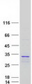 PSMA6 Protein - Purified recombinant protein PSMA6 was analyzed by SDS-PAGE gel and Coomassie Blue Staining
