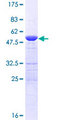 PSMB6 Protein - 12.5% SDS-PAGE of human PSMB6 stained with Coomassie Blue