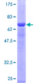 PSMC6 Protein - 12.5% SDS-PAGE of human PSMC6 stained with Coomassie Blue