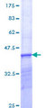 PSMD12 / Rpn5 Protein - 12.5% SDS-PAGE Stained with Coomassie Blue.