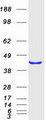 PSMD13 Protein - Purified recombinant protein PSMD13 was analyzed by SDS-PAGE gel and Coomassie Blue Staining