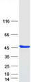 PSMD6 Protein - Purified recombinant protein PSMD6 was analyzed by SDS-PAGE gel and Coomassie Blue Staining