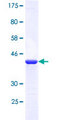PSMG4 Protein - 12.5% SDS-PAGE of human PSMG4 stained with Coomassie Blue
