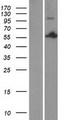 PSPC1 Protein - Western validation with an anti-DDK antibody * L: Control HEK293 lysate R: Over-expression lysate