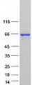 PSPC1 Protein - Purified recombinant protein PSPC1 was analyzed by SDS-PAGE gel and Coomassie Blue Staining