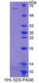 PTBP1 Protein - Recombinant Polypyrimidine Tract Binding Protein 1 By SDS-PAGE